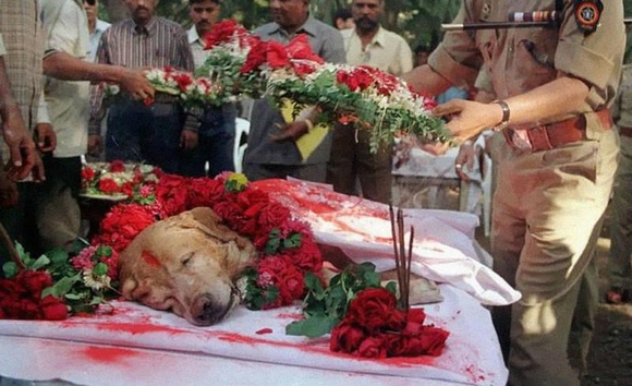 Đám tang của Zanjeer - chú chó cảnh sát cứu hàng nghìn tính mạng trong vụ đánh bom hàng loạtở Mumbai, Ấn Độ năm 1993, bằng việc phát hiện hơn 3.329 kg thuốc nổ, 600 kíp nổ, 249quả lựu đạn và 6.406 viên đạn. Năm 2000, Zanjeer chết vì mắc bệnh. Tang lễ của chú chó diễn ra trang trọng với sự chứng kiến của nhiều quan chức cảnh sát cấp cao.